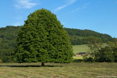 National Tree of Slovenia - Linden tree