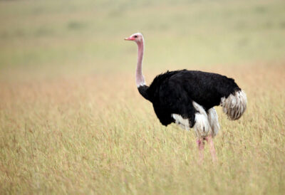 National bird of Central African Republic - The ostrich