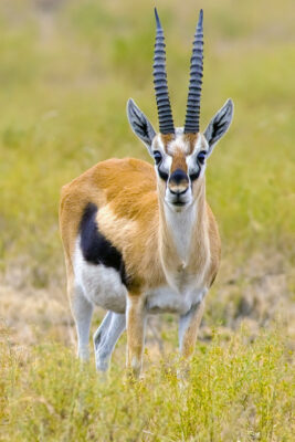 National animal of Malawi - Thomsons-Gazelle | Symbol Hunt