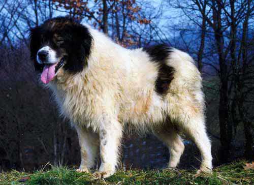 National Animal of Bosnia and Herzegovina - Tornjak