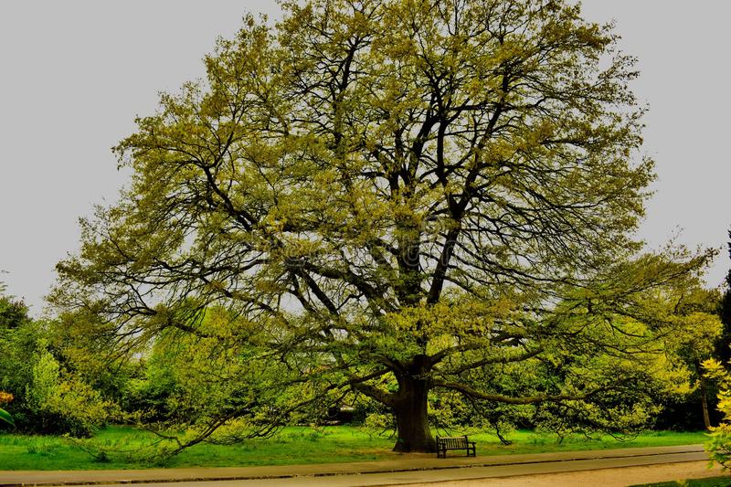 National Tree of Turkey - Turkey Oak