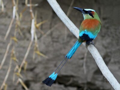 National bird of El Salvador