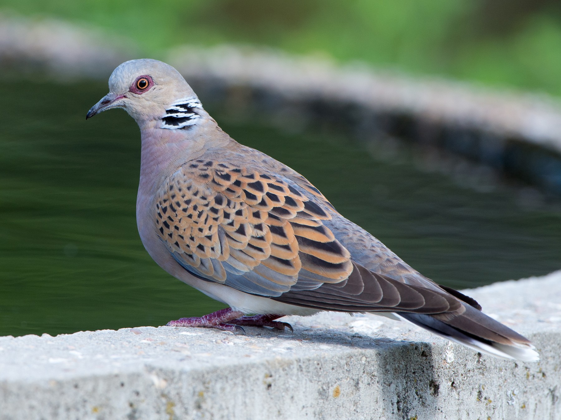 National bird of British Virgin Islands - Turtle Dove