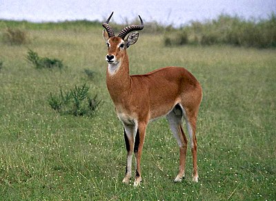 National Animal of Uganda - Uganda Kob