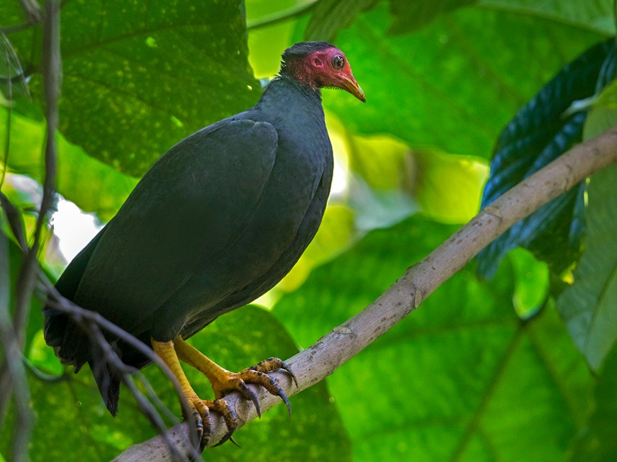 National bird of Vanuatu - Vanuatu megapode