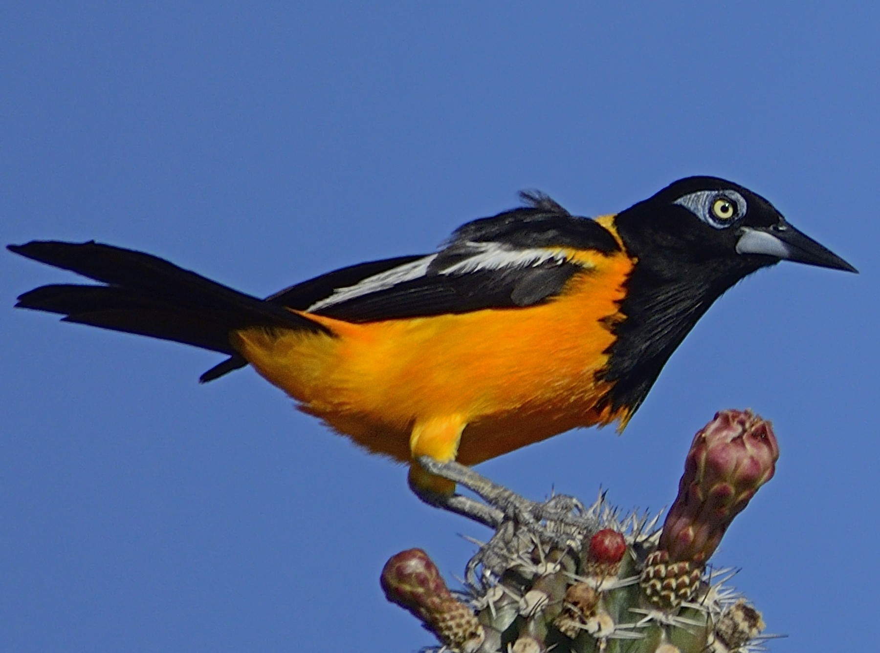 National bird of Venezuela - Venezuelan troupial