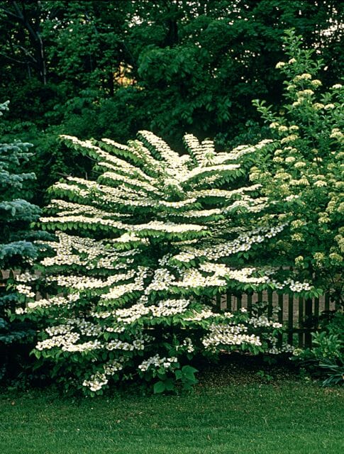 National Tree of Ukraine - Viburnum, Willow