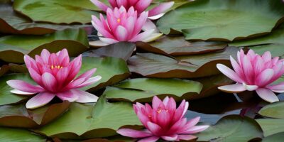 National flower of Sri Lanka - Water lily