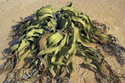 National flower of Namibia - Welwitschia