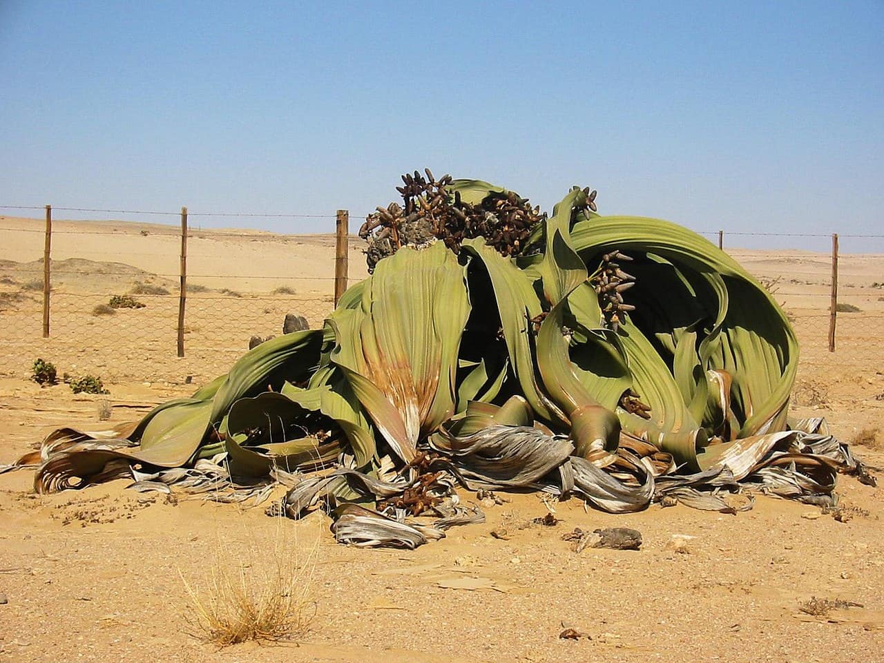 National flower of Angola - Angola Welwitschia