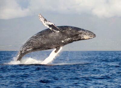 National Animal of Samoa - Whale