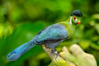 National bird of Cote d’Ivoire - White-cheeked Turaco