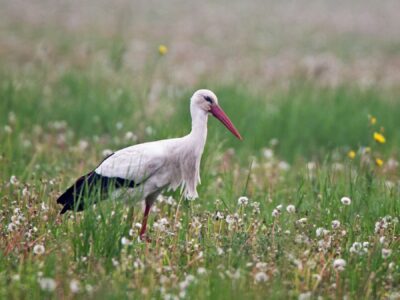 National bird of Belarus - White stork
