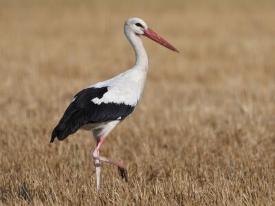 National bird of Lithuania - White stork