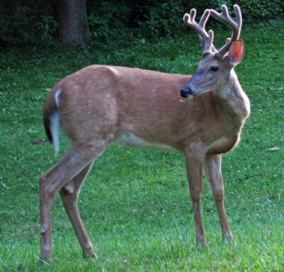 State animal of New Hampshire