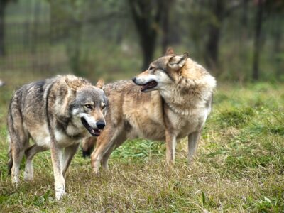 National Animal of Serbia - Gray Wolf