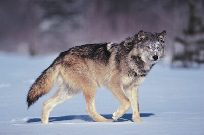 National Animal of Estonia - Grey Wolf