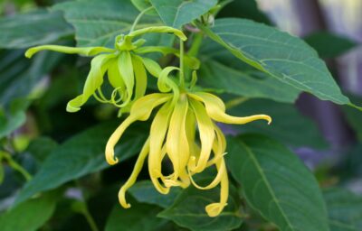 National flower of Comoros - Ylang ylang