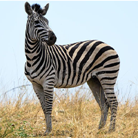 National animal of Botswana - Zebra | Symbol Hunt