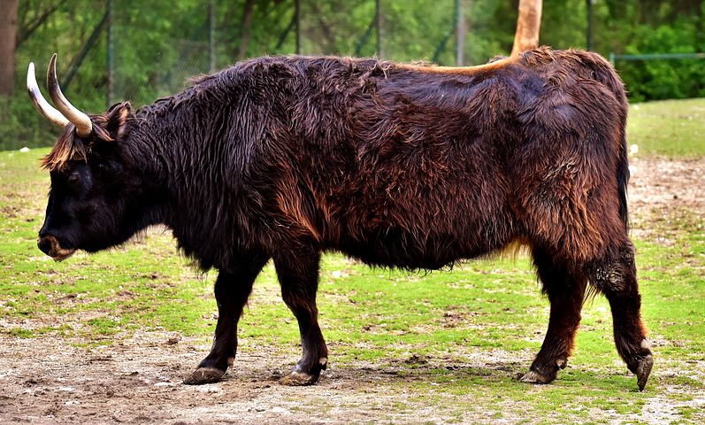 National Animal of Moldova - Aurochs
