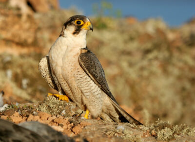 National bird of Oman - Barbary falcon