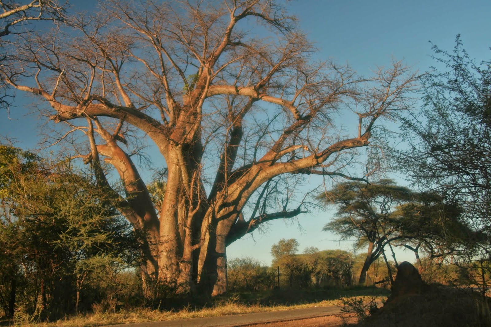 National Tree of Zimbabwe - Big Tree