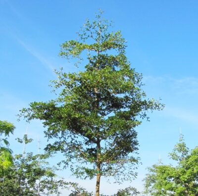 National tree of Antigua and Barbuda