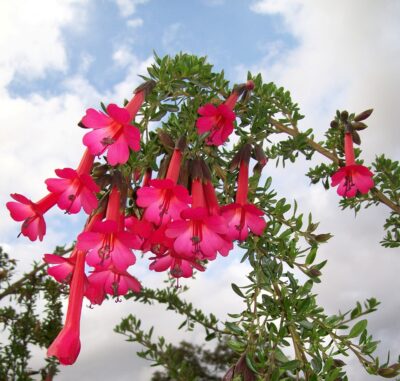 National Flower of Peru -Cantua buxifolia