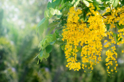 National flower of Thailand - Golden shower flower
