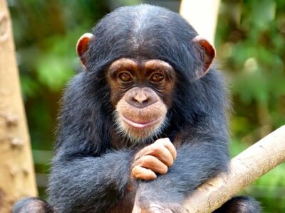 National Animal of Sierra Leone - Chimpanzee