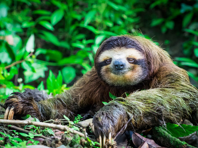 National Animal of Costa Rica - Sloth