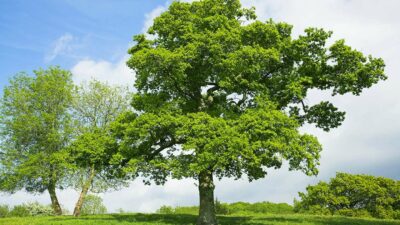 National Tree of Sudan - Pedunculate oak