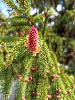 National Flower of Kazakhstan -Asian Spruce or Schrenk's spruce