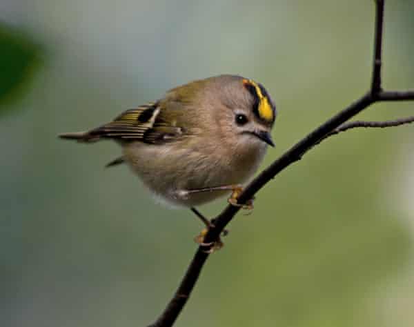 National bird of Luxembourg - Goldcrest