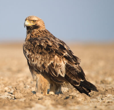 National bird of Romania - Golden eagle