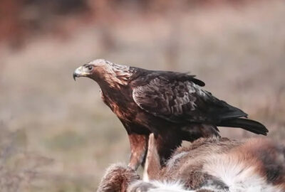 National Animal of Mexico - The Golden Eagle