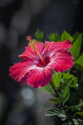 National Flower of Ghana -Hibiscus flowers