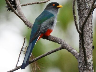 National bird of Haiti