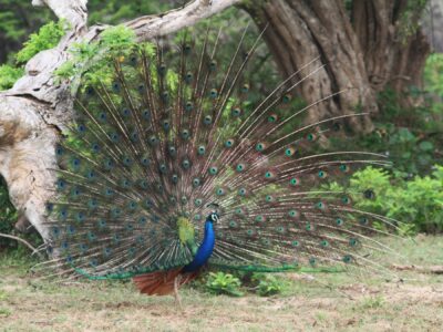 National bird of India - Indian peafowl