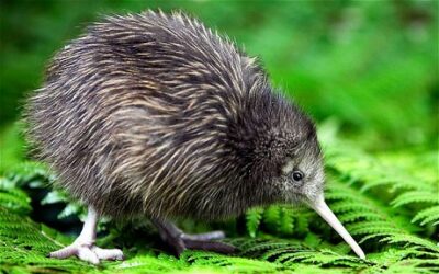 National bird of New Zealand - Kiwi