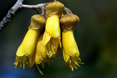 National flower of New Zealand - Kowhai
