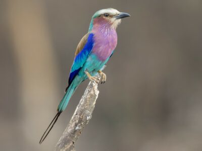 National bird of Kenya - lilac-breasted roller