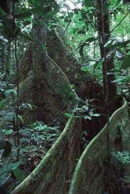 National Tree of Democratic Republic of the Congo - Lombi tree