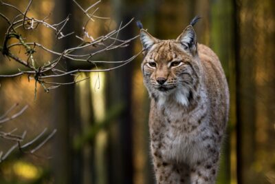 National Animal of Romania - Eurasian Lynx