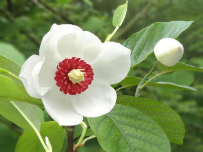 National flower of North Korea - Magnolia sieboldii