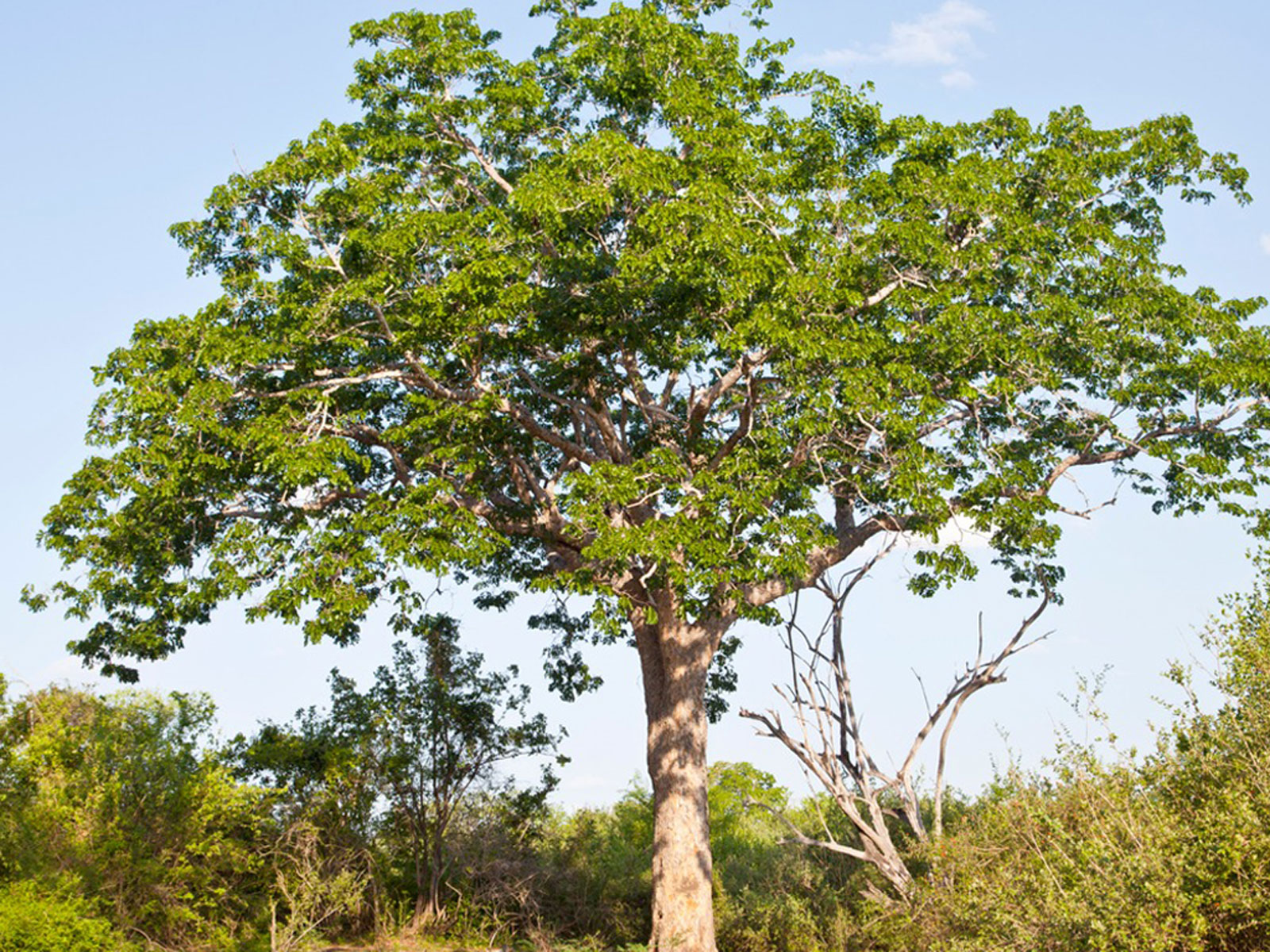 National Tree of Dominican Republic - Mahogany tree