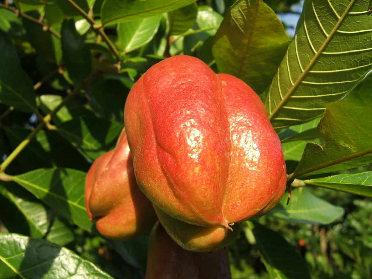 National fruit of Bahamas