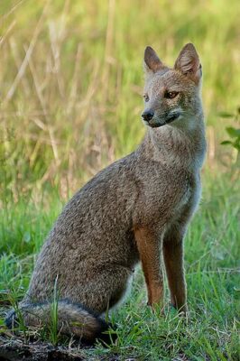 National Animal of Paraguay - Pampas fox