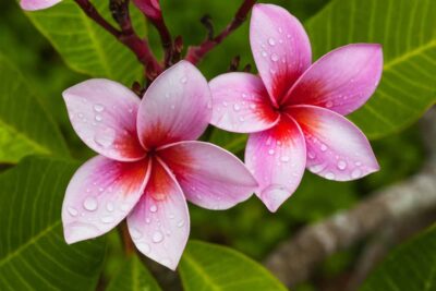 National Flower of Palau -Plumeria