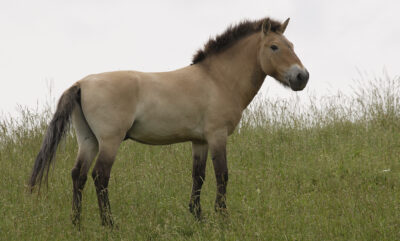 National Animal of Mongolia - Przewalski horse